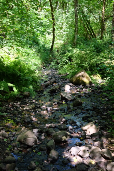 Dundee Oregon Trails