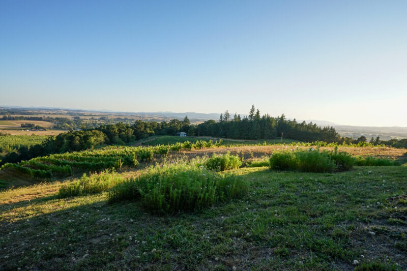 Union WIne Co- Amity Vineyard Pollinator Garden
